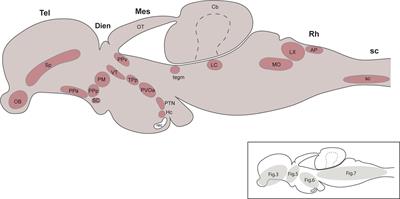 Organization of the Catecholaminergic System in the Short-Lived Fish Nothobranchius furzeri